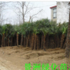 大量批发棕榈小苗 棕榈树 棕榈树价格 量大从优