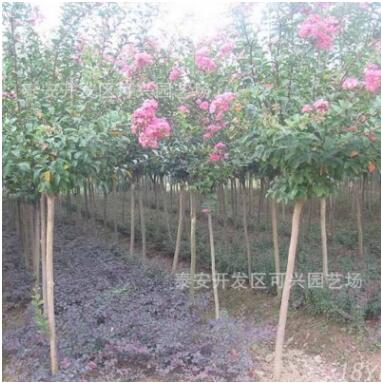 批发出售工程绿化苗 红火箭紫薇苗出售各种规格百日红