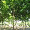 基地直销观赏树五角枫 现挖现卖带球发货园林庭院绿化五角枫