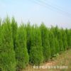 基地直销长势旺盛2.5米蜀桧 规格全现挖现卖量大从优绿化苗木蜀桧