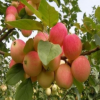 供应各种品种苹果苗