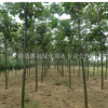 山东潍坊梓树9-10公分