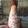大型玻璃钢海狮雕塑摆件 海洋馆园林景观装饰品仿真动物厂家定制