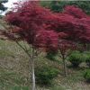 供应园林植物 红枫 红枫树 日本红枫 美国红枫秋火焰小苗