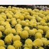 盆栽花卉 花中四君子之一 菊花苗 大黄菊 盆栽菊花苗