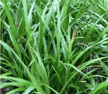 吉祥草 苗四季常青花卉苗木 绿化专用