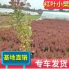公园绿化红叶小檗 小区装饰青州植物工程绿化花圃直销