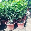 直销优质室内盆栽白色茉莉 净化空气 观花茉莉盆栽