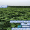 无花果苗批发,浙江无花果苗,小叶无花果价格实惠