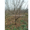 山西运城石榴树5-8公分