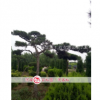 河南许昌造型油松高1.5-8m胸径10-35cm