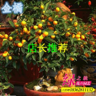 批发小青桔果树苗 食用果 金橘 绿植盆栽通用型果树