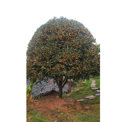 直销精品浦城红花丹桂 规格齐全 价格合理供大量1.5---10公分树