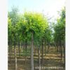 本苗圃有大量10-15公分金叶榆(黄金榆)和普通榆树