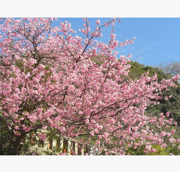 多好林木合作社供应 【日本樱花】 樱花树