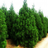 6米高白皮松 景观迎客松 园林绿化用造型松树苗 易成活白皮松