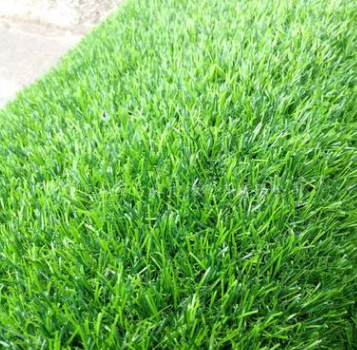 西安 草地毯 加密25MM春草 阳台绿植 草皮