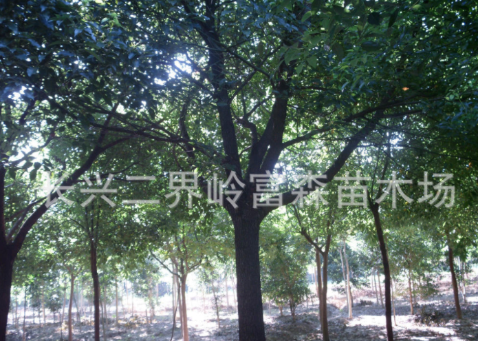 长兴二界岭富森苗木场出售16公分精品香樟 树木