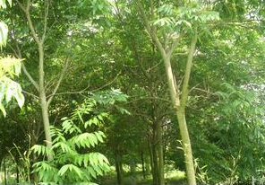 长兴二界岭富森苗木场出售16公分精品香樟 优质树苗0