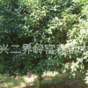 长兴二界岭富森苗木场出售精品独杆金桂