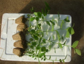 2年生薄雾蓝莓南高蓝莓苗木品种