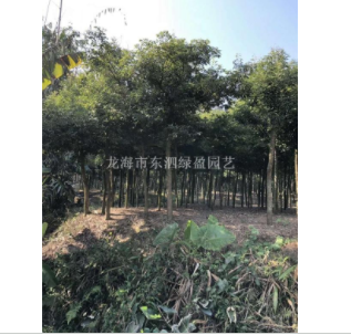 福建漳州天兰桂价格便宜大量批发