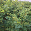 基地直供绿化苗木 红白黄刺槐树苗 品种齐全 高成活率刺槐苗