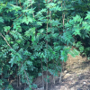基地提供各种优质大红袍 九叶青 无刺花椒树苗 高成活率花椒苗