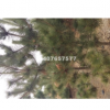 山东临沂供应20-400cm黑松