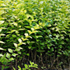 金叶女贞 优质金叶女贞，易成活 规格齐全 价格优惠