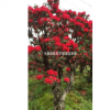 贵州毕节出售野生杜鹃花大小映山红