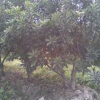 本基地供应大小慈溪荸荠种杨梅树苗