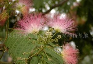 嵊州种植基地供应合欢树苗木