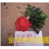 贝拉国外品种长期供应