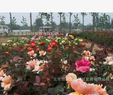 北京大量月季苗成年月季大花月季基地直销