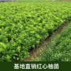 3红柚营养杯苗木种植生产批发基地直销量大从优包成活