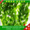 产地货源苗圃直销优质银杏树苗 各种规格齐全批发价格出售银杏树