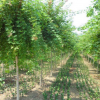 南阳林丰苑园林绿化工程有限公司供应优质五角枫
