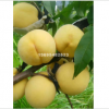 山东泰安桃树苗供应0.5-5公分优质桃树嫁接苗价格2元，山东货源