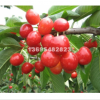 山东泰安供应0.8-6公分美早、红灯、布鲁克斯、拉宾斯樱桃苗，山东货源
