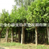 湖北武汉供应15公分法桐，武汉供应