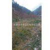 广西桂林供应8-15公分红枫袋苗