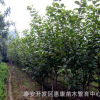 染井吉野樱花树 中国红缨 山樱 樱花种植基地 价格樱花 欢迎选购