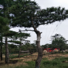 山东黑松种植基地 各种规格造型黑松 批发零售 价格 实地考察欢迎