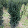 美国曼地亚品种苗红豆杉 耐寒耐寒的红豆杉小苗 大量出售价格合理