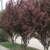销售紫叶李乔木批发 工程绿化苗木 各种规格 量大优惠 恒盛苗木