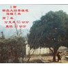大小桂花树