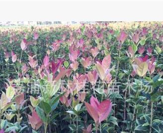 珍珠彩叶桂小苗大量供应