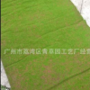 木糠红色丝棉底植毛毯植物墙专用草坪，仿真草坪青草园厂家直供