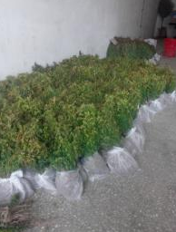 江苏宿迁红豆杉